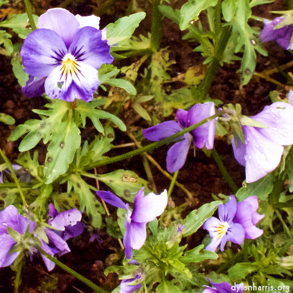 Image 'flower (xii) 3'.