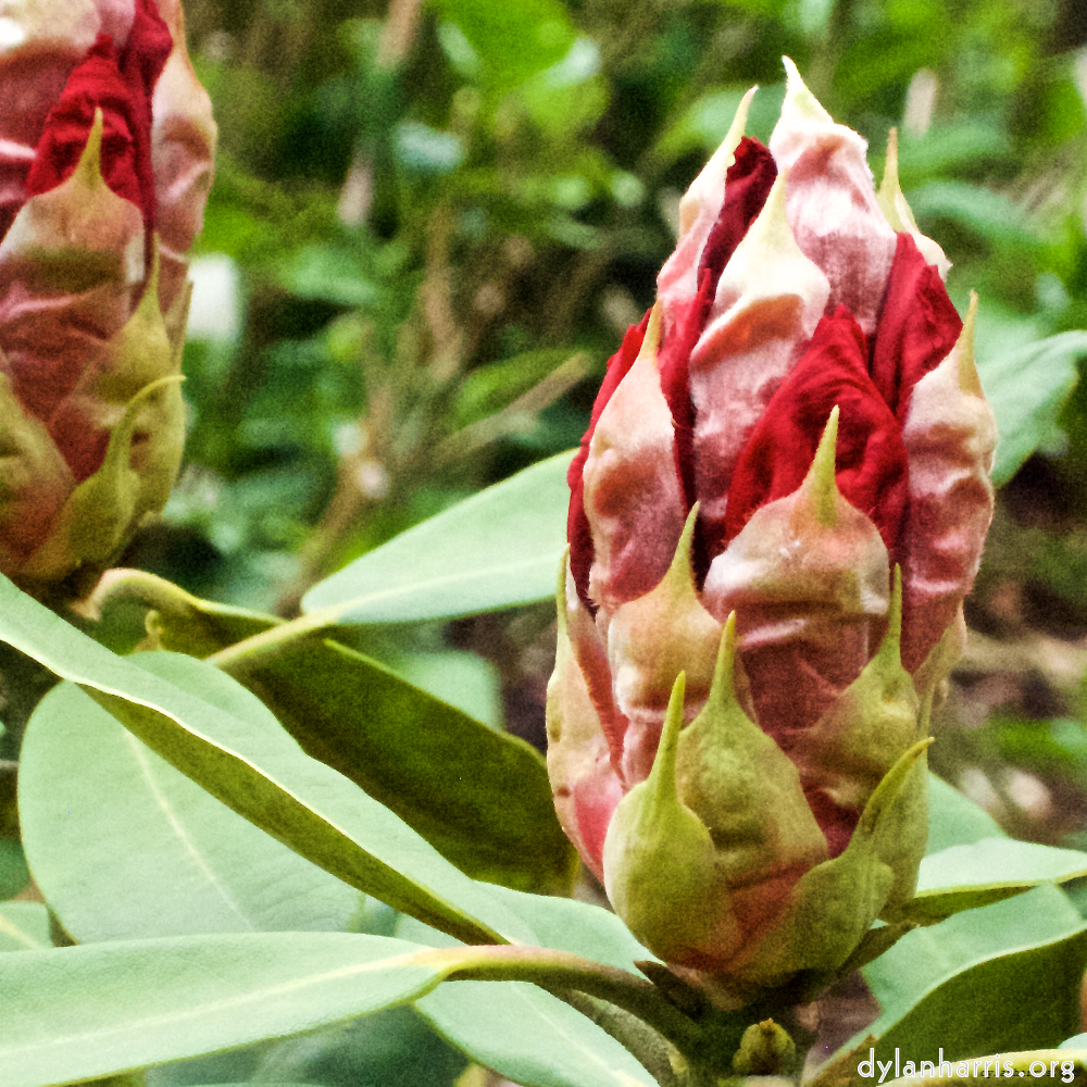 Image: Image 'escher blummen (xii) 5'.