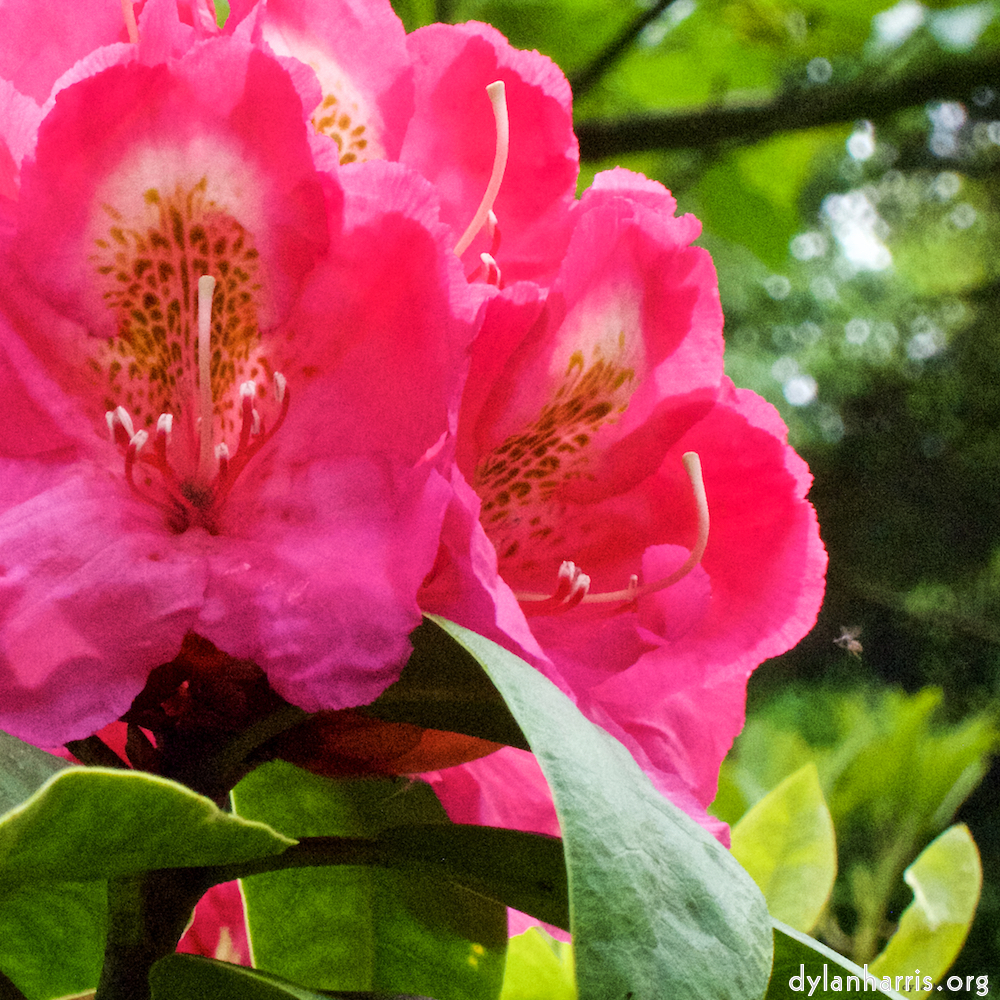 Image 'flower (xii) 6'.