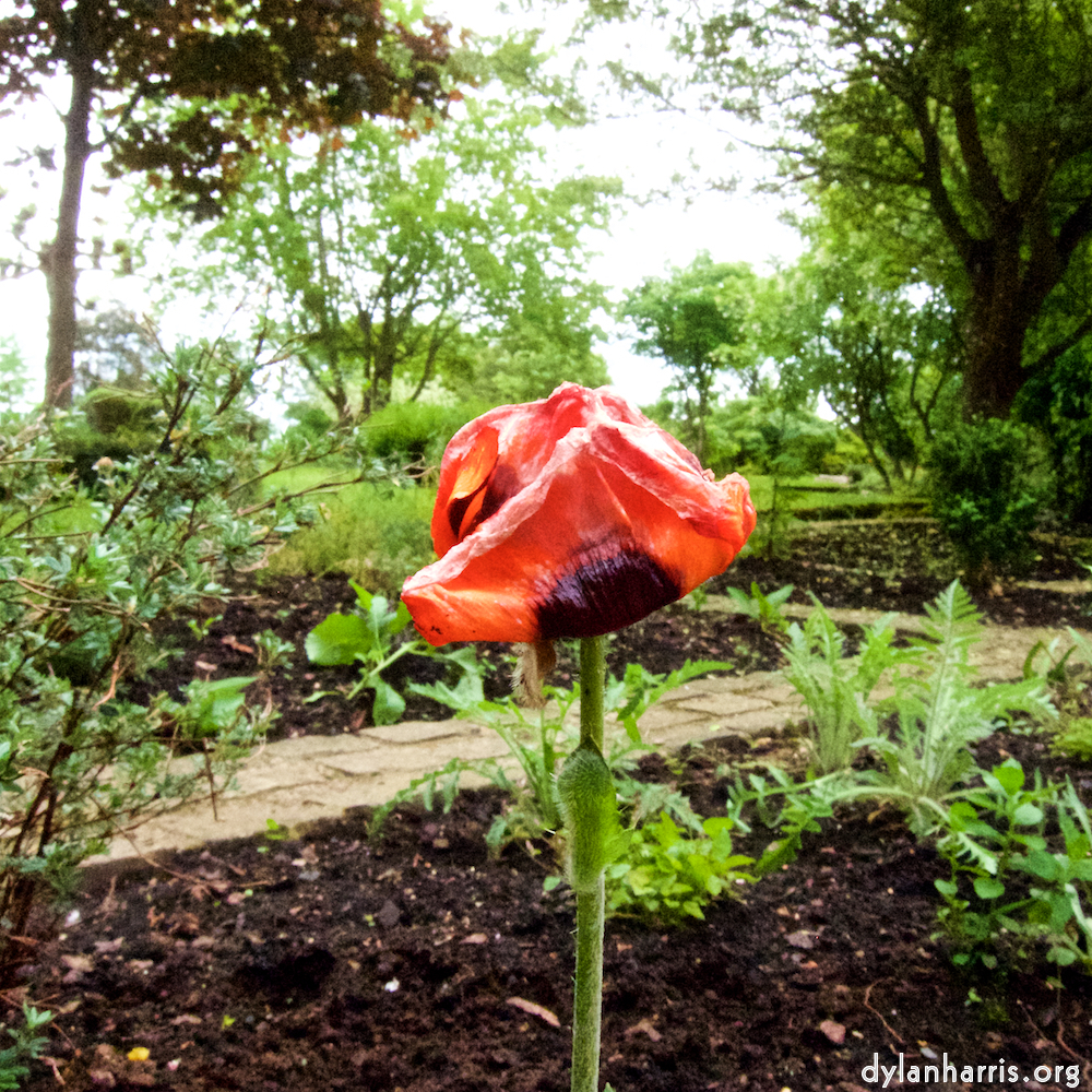 Image: Image 'escher blummen (xii) 7'.