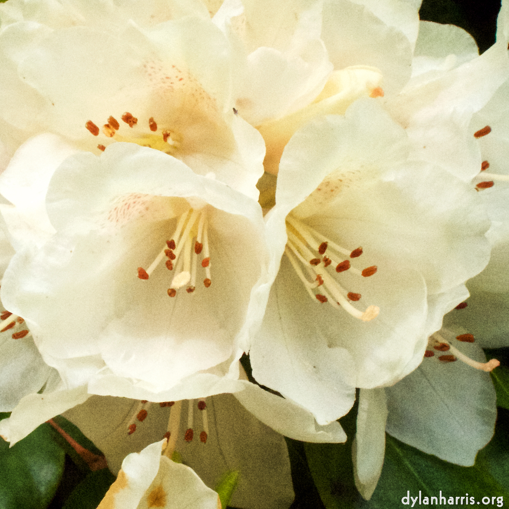 Image: Image 'escher blummen (xii) 8'.