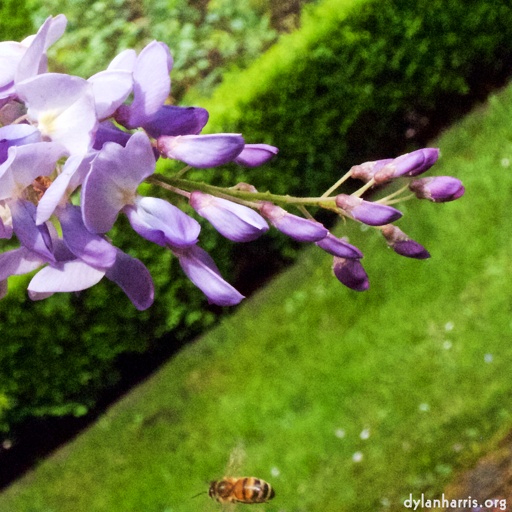 Image: Image 'escher blummen (xii) 9'.