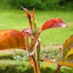 Image: First image from the photoset 'escher blummen (xii)'.