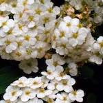 Image: Second image from the photoset 'escher blummen (xii)'.