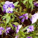 Image: Third image from the photoset 'escher blummen (xii)'.