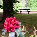 Image: Fourth image from the photoset 'escher blummen (xii)'.