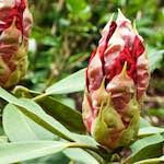 Image: Fifth image from the photoset 'escher blummen (xii)'.