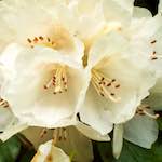 Image: Eighth image from the photoset 'escher blummen (xii)'.