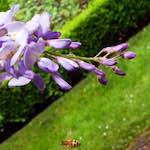 Image: Ninth image from the photoset 'escher blummen (xii)'.