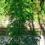 Sixth image from the photoset 'terres rouges (iii)'.