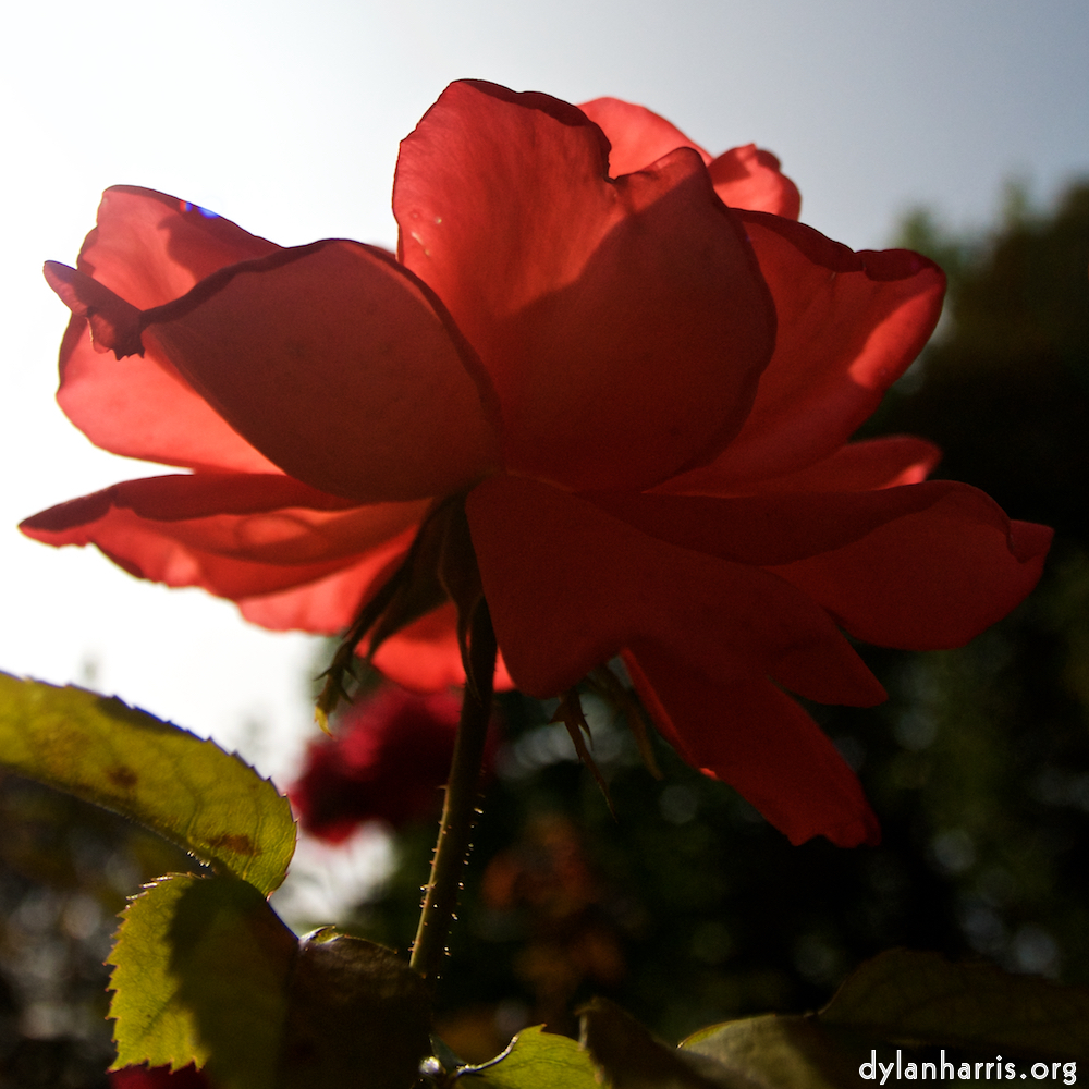 Image: Image 'escher blummen (lxxi) 2'.