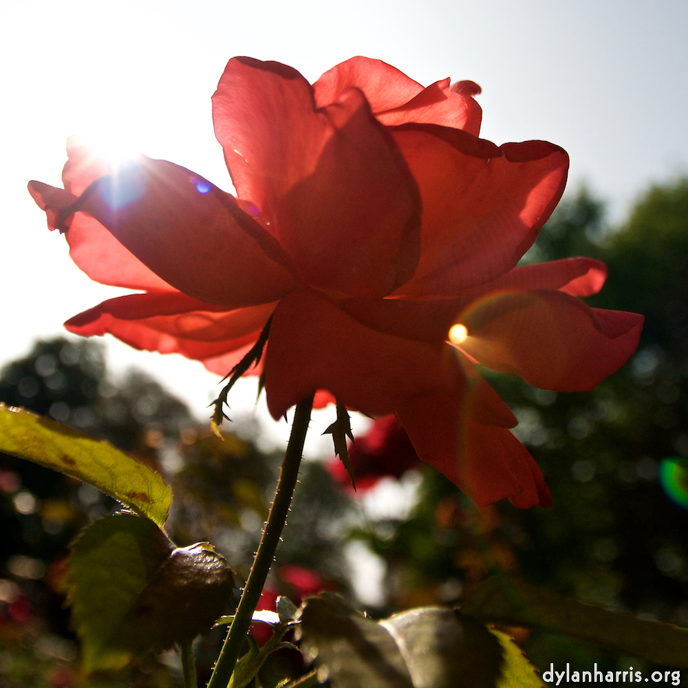 Image: Image 'escher blummen (lxxi) 6'.