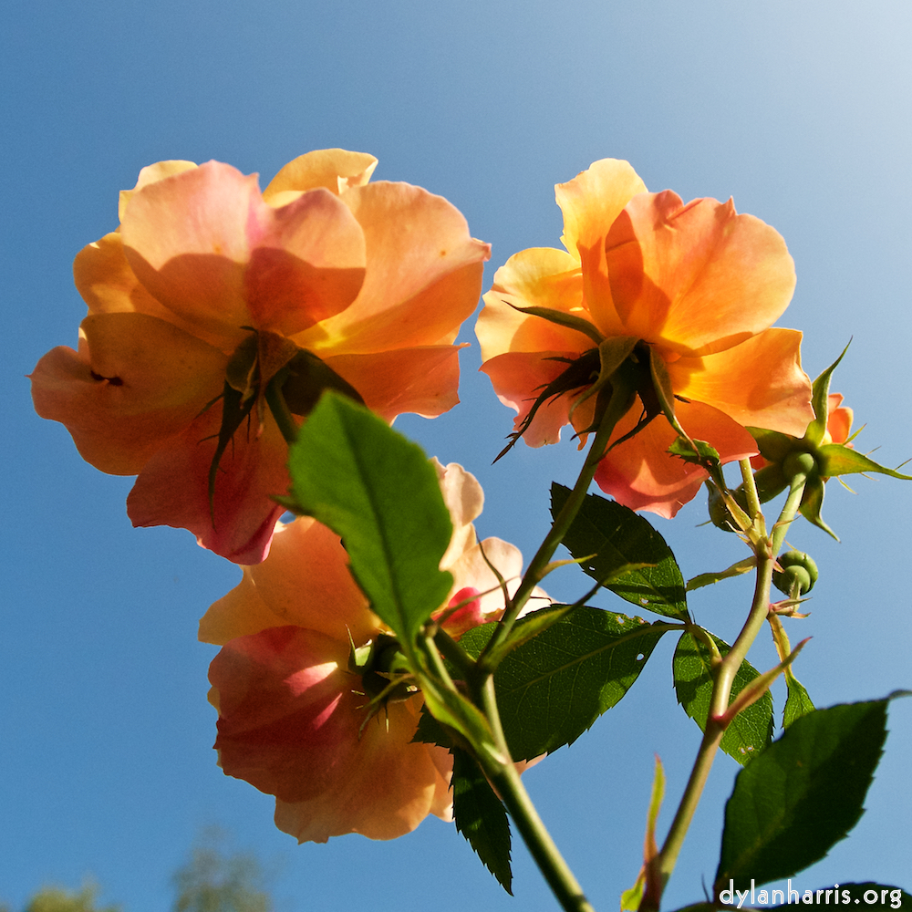 Image: Image 'escher blummen (lxxi) 9'.