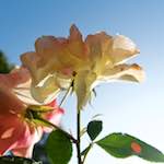 Image: First image from the photoset 'escher blummen (lxxi)'.