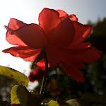 Image: Second image from the photoset 'escher blummen (lxxi)'.