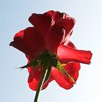 Image: Fourth image from the photoset 'escher blummen (lxxi)'.