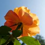 Image: Fifth image from the photoset 'escher blummen (lxxi)'.