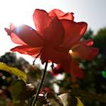 Image: Sixth image from the photoset 'escher blummen (lxxi)'.