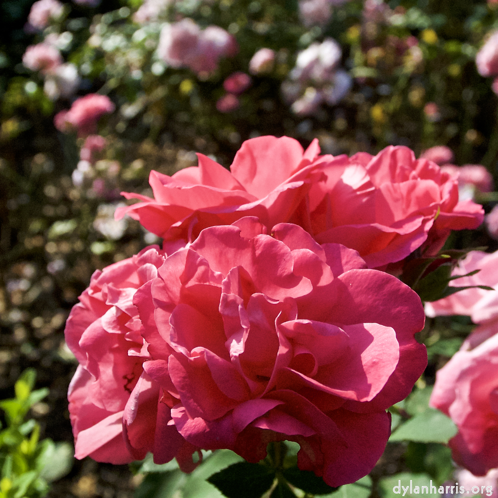 Image: Image 'escher blummen (lxxii) 4'.