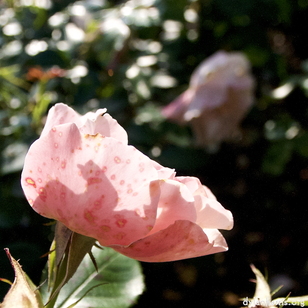 Image: Image 'escher blummen (lxxii) 5'.