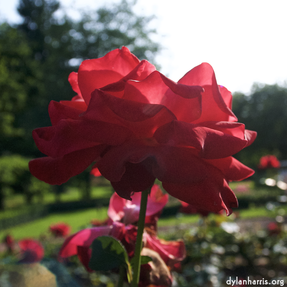 image: Voici ‘fleurs d’esch (lxxii) 6’.