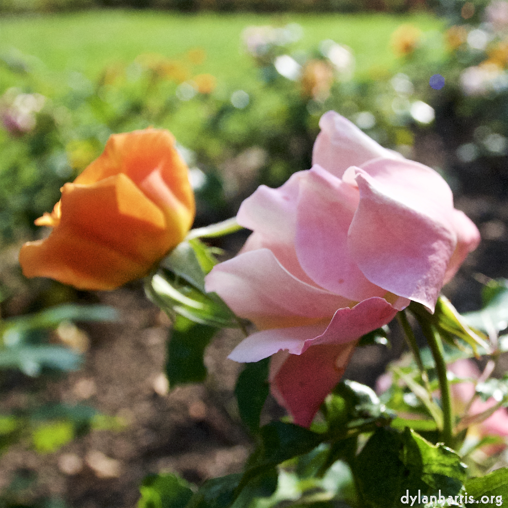 image: Voici ‘fleurs d’esch (lxxii) 7’.