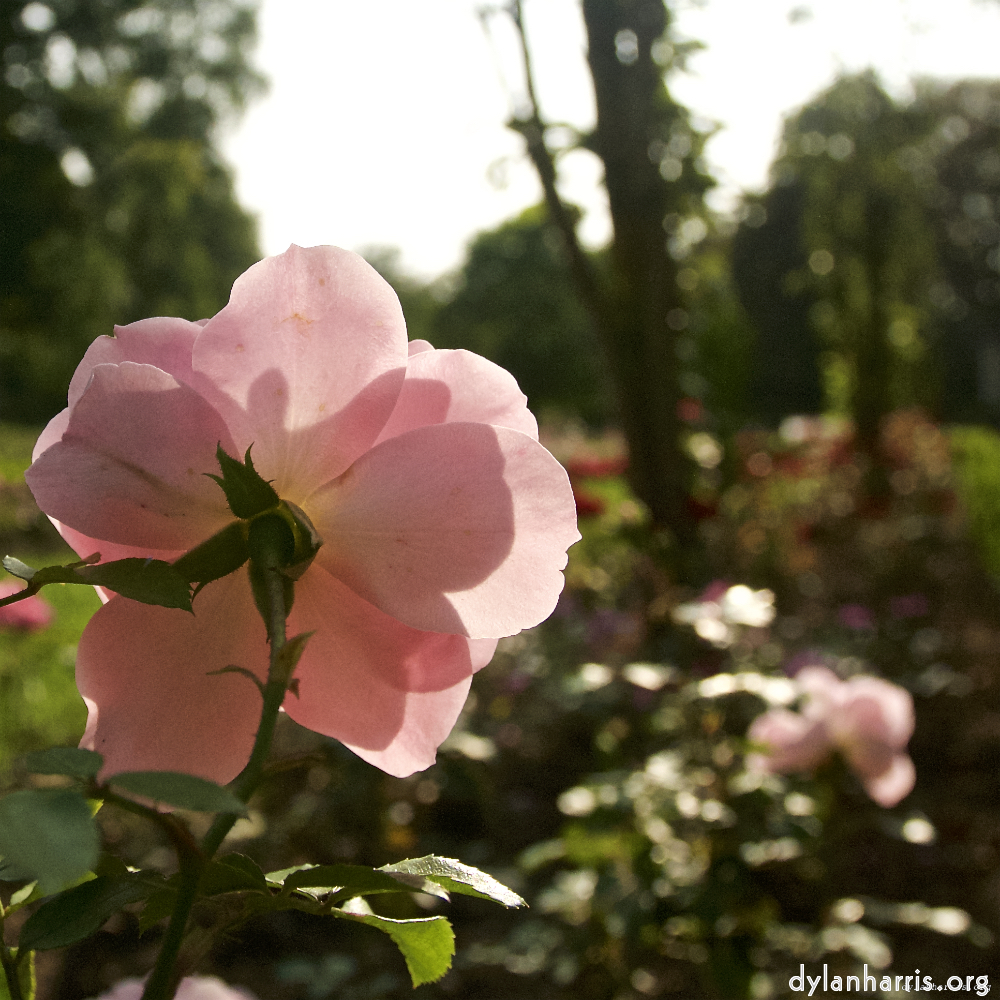 Image: Image 'escher blummen (lxxii) 9'.