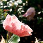 Image: Fifth image from the photoset 'escher blummen (lxxii)'.