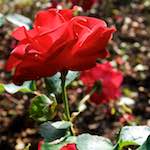 Image: Eighth image from the photoset 'escher blummen (lxxii)'.