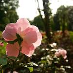 Image: Ninth image from the photoset 'escher blummen (lxxii)'.