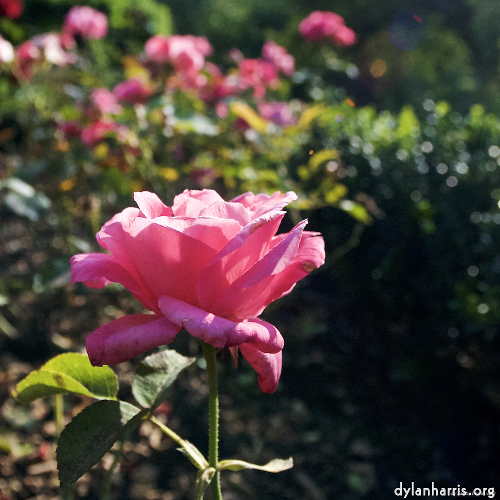 Image: Image 'escher blummen (lxxiii) 3'.