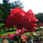 Image: Sixth image from the photoset 'escher blummen (lxxii)'.