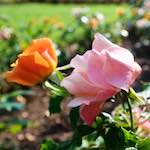 Image: Seventh image from the photoset 'escher blummen (lxxii)'.