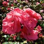 Image: Ninth image from the photoset 'escher blummen (lxxiii)'.