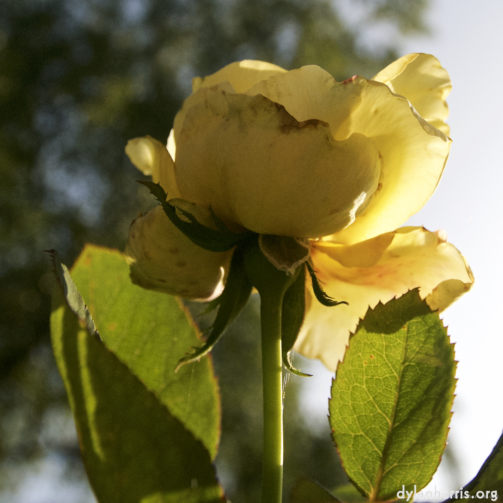 Image: Image 'escher blummen (lxxiv) 1'.