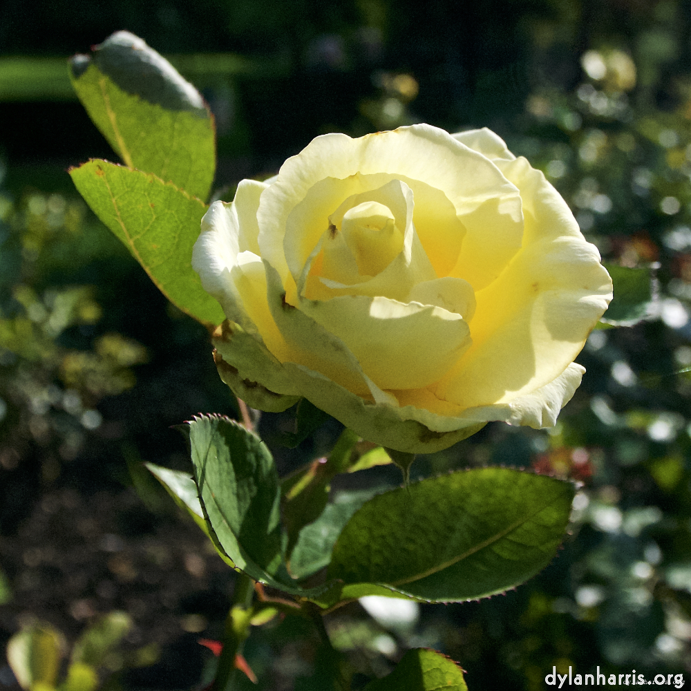 Image: Image 'escher blummen (lxxiv) 3'.