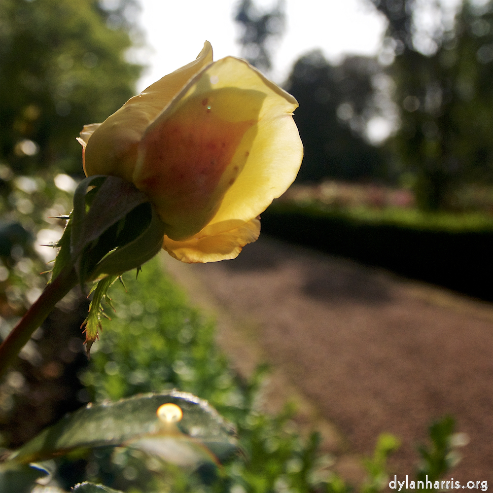 Image: Image 'escher blummen (lxxiv) 8'.