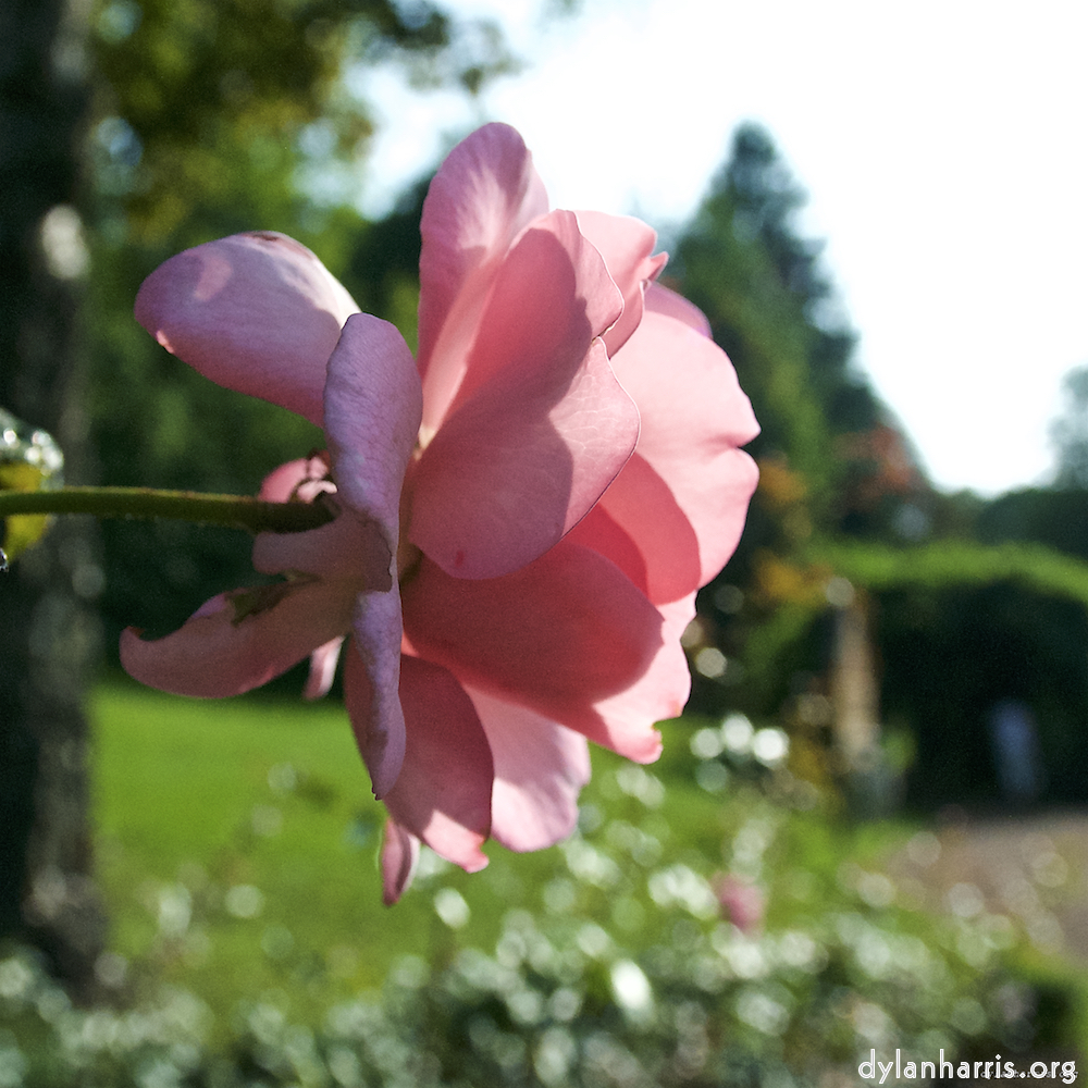 Image: Image 'escher blummen (lxxiv) 9'.