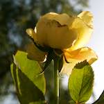 Image: First image from the photoset 'escher blummen (lxxiv)'.