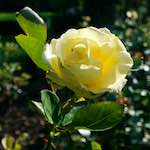 Image: Third image from the photoset 'escher blummen (lxxiv)'.