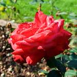 Image: Fourth image from the photoset 'escher blummen (lxxiv)'.