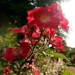 Image: Sixth image from the photoset 'escher blummen (lxxiv)'.