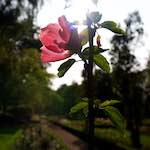 Image: Seventh image from the photoset 'escher blummen (lxxiv)'.