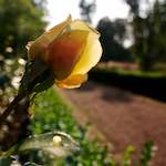 Image: Eighth image from the photoset 'escher blummen (lxxiv)'.