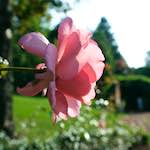 Image: Ninth image from the photoset 'escher blummen (lxxiv)'.