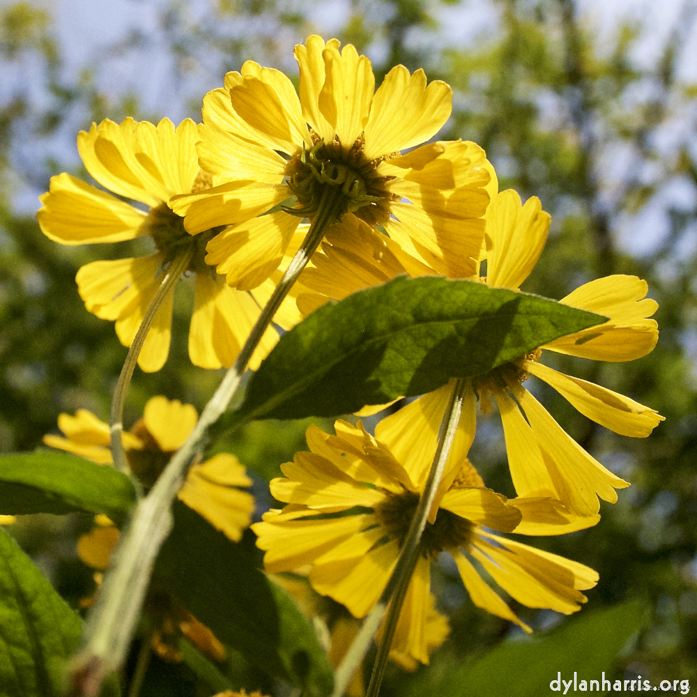 image: This is ‘
escher blummen (lxxv) 1
’.