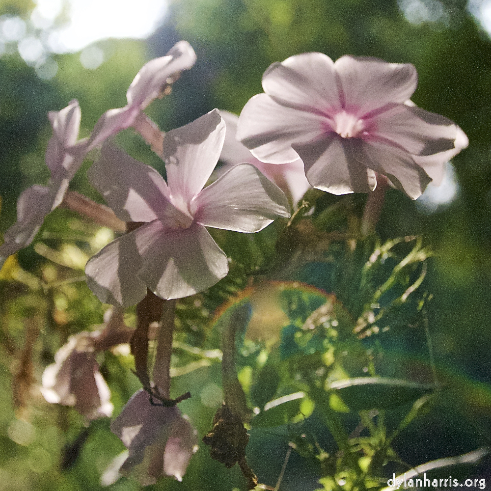 image: This is ‘
escher blummen (lxxv) 2
’.