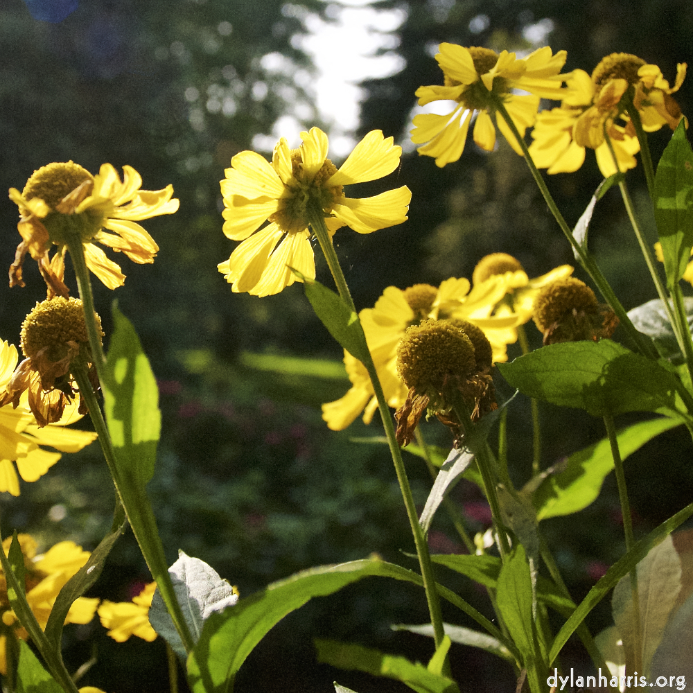 image: This is ‘
escher blummen (lxxv) 3
’.