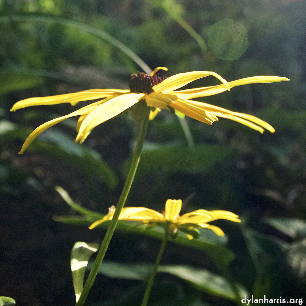 image: This is ‘
escher blummen (lxxv) 7
’.