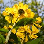 image: Image from the photoset ‘
escher blummen (lxxv)
’.